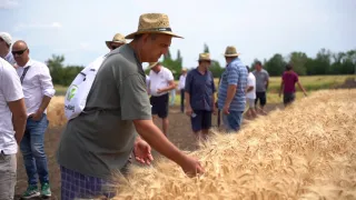  Sikeresen lezajlott a Martonvásári Országos Kalászos Szakmai Nap és Fajtabemutató galéria kép 1 