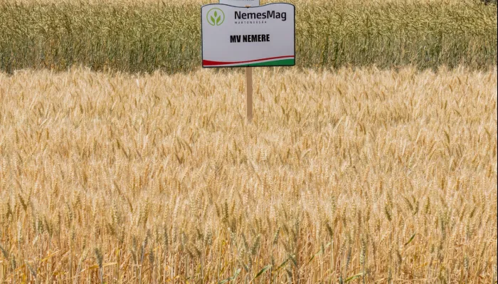 Termesztési javaslat - NemesMag