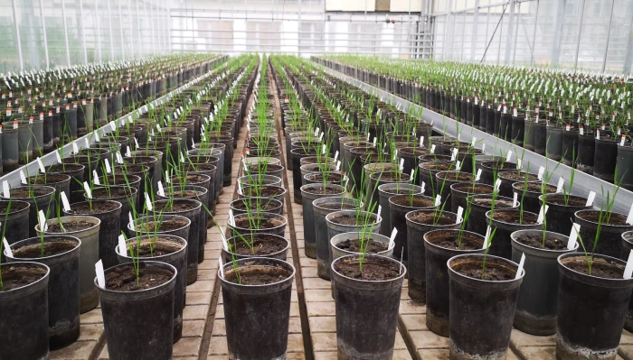 Több évtizedes tradíció - NemesMag