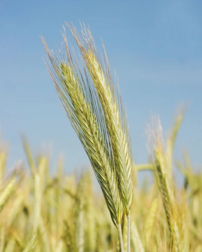 Dankowskie Diament vetőmag