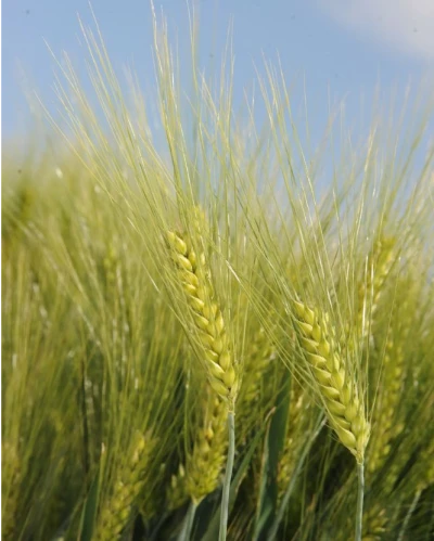 KWS Meridian vetőmag