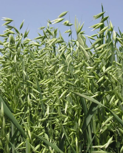 Mv Hópehely vetőmag