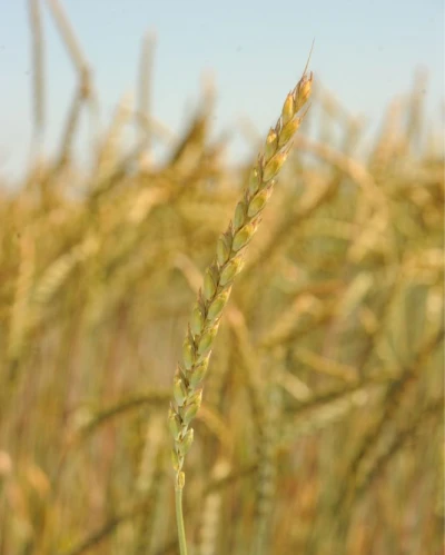 Mv Martongold vetőmag