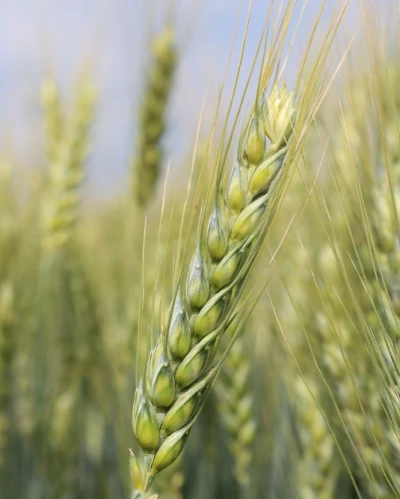 Mv Ménrót vetőmag