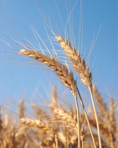 Mv Pántlika vetőmag