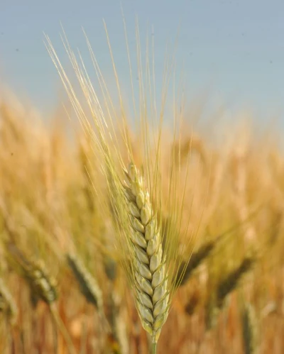 Mv Pelsodur vetőmag