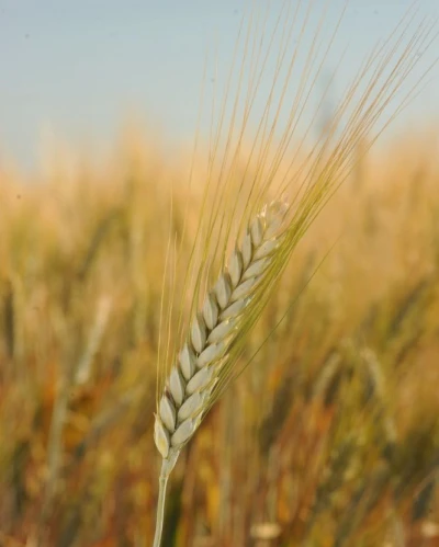 Mv Pennedur vetőmag
