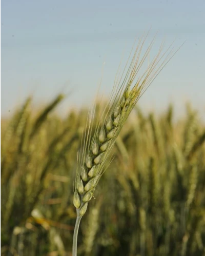 Mv Pirkadat vetőmag