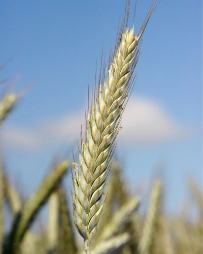 Mv Talentum vetőmag