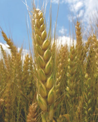 Mv Toborzó vetőmag