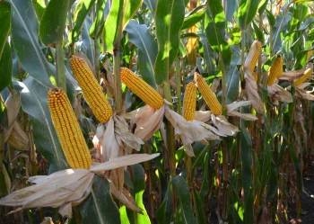 Hibridkukorica - NemesMag