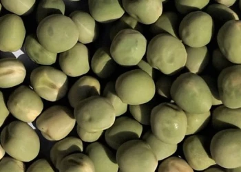 Tavaszi borsó - NemesMag