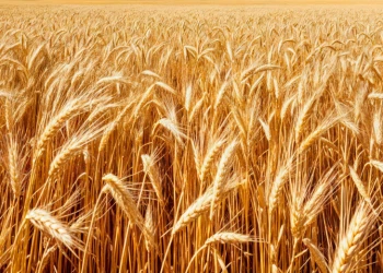 Tavaszi búza - NemesMag