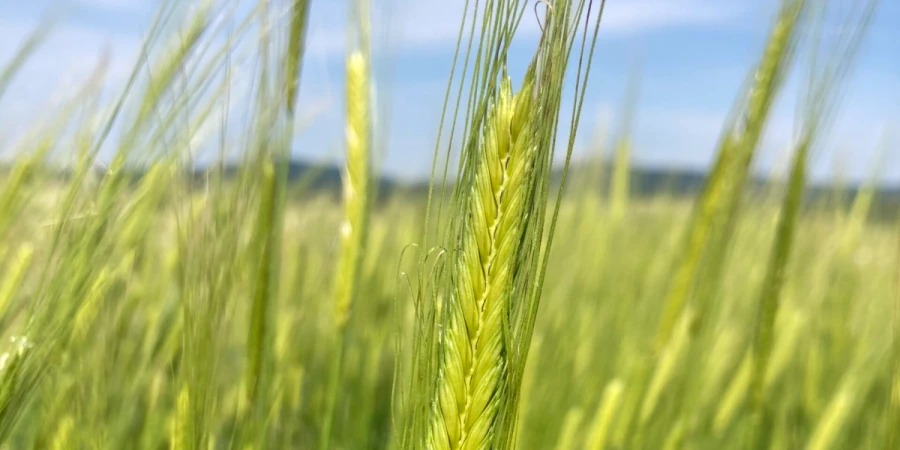 NemesMag - Alakorbúza