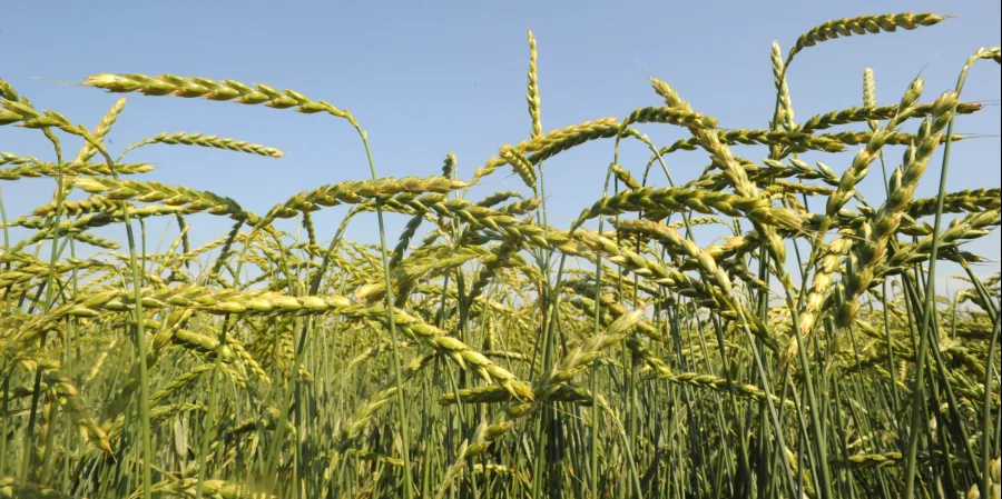 NemesMag - Tönkölybúza