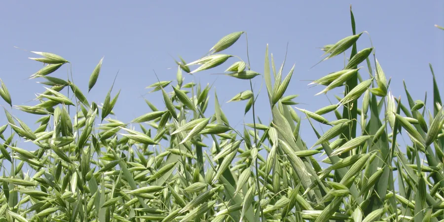 NemesMag - Őszi zab vetőmag