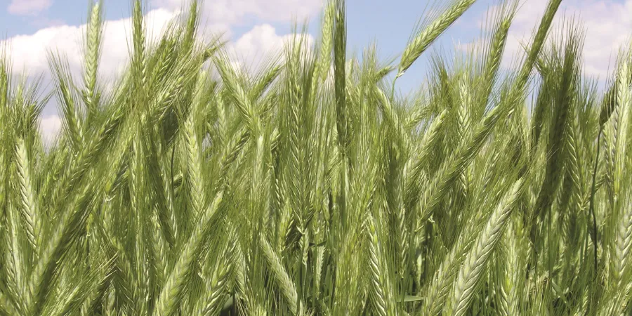 NemesMag - Tritikálé