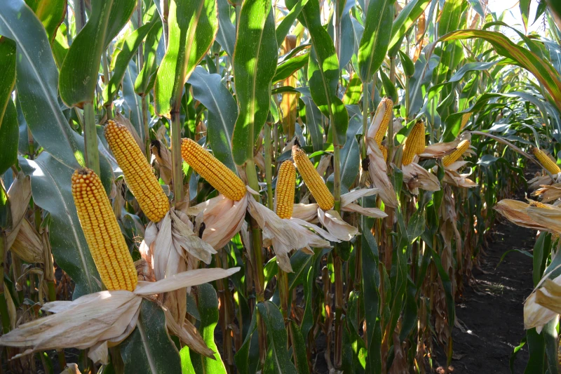 NemesMag - Lapozó 0