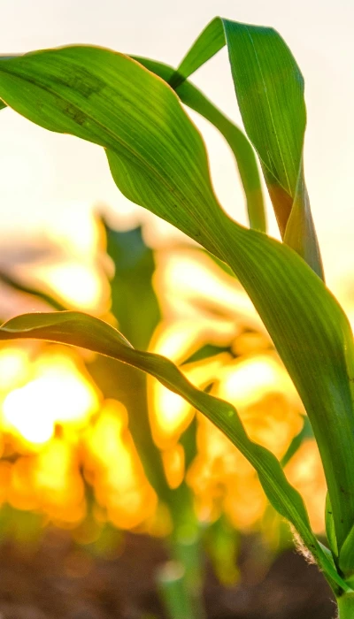 NemesMag - Letölthető anyagaink