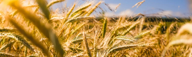 NemesMag - Lapozó 0