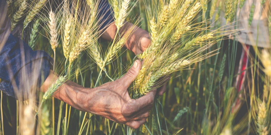 NemesMag - Őszi vetésű magok