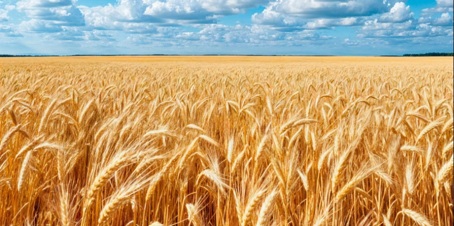 NemesMag - Tavaszi vetésű magok