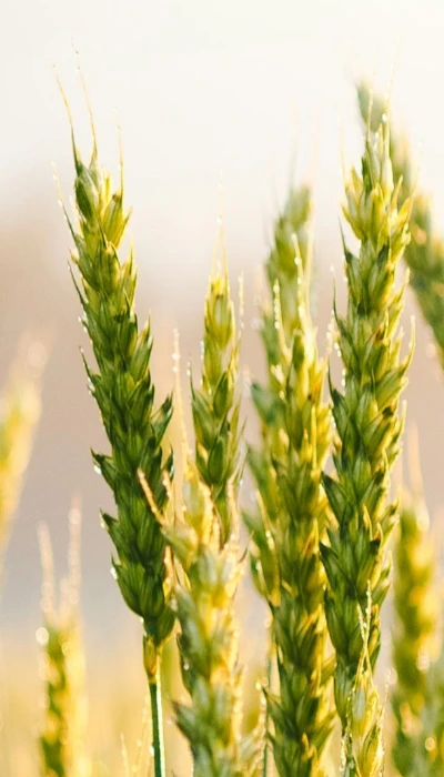 NemesMag - Területi képviselők