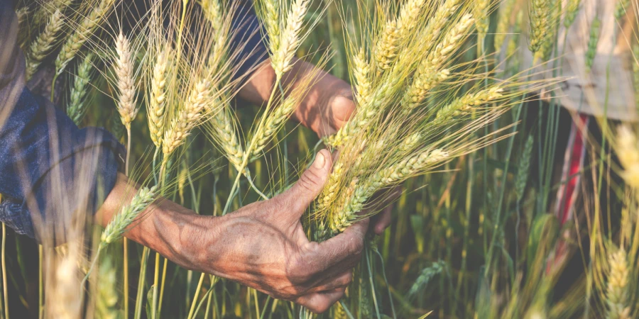 NemesMag - Vetőmagok